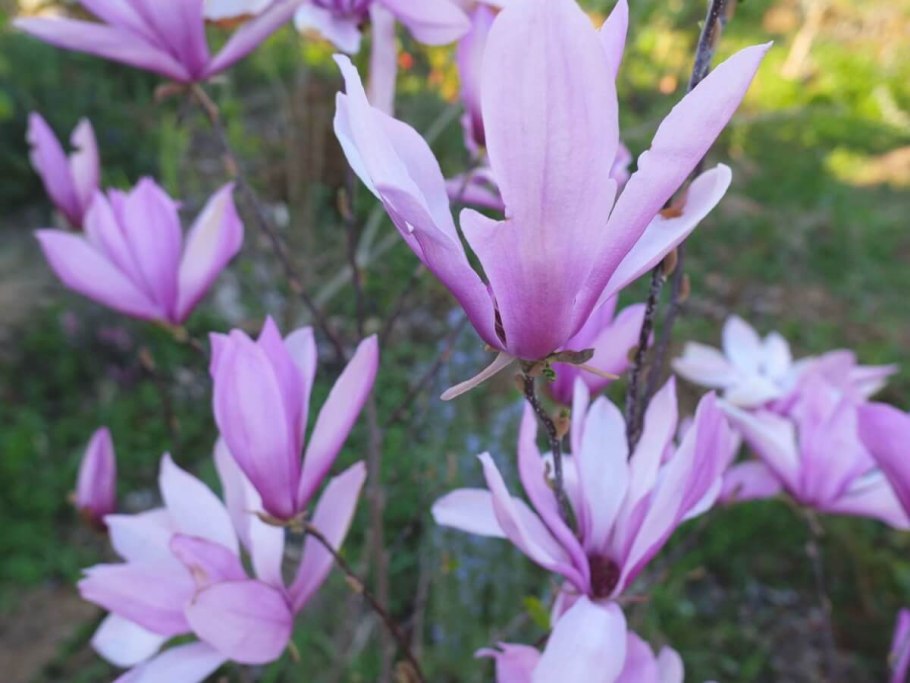 Магнолия Лебнера Донна