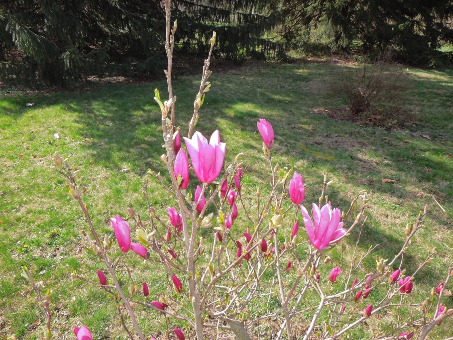 Магнолия Jane фото