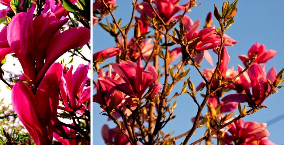 Магнолия Суланжа Сьюзан