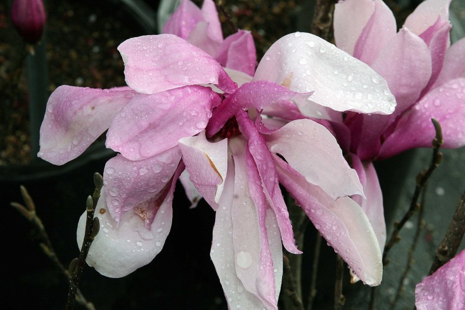 Магнолия гибридная Сьюзан