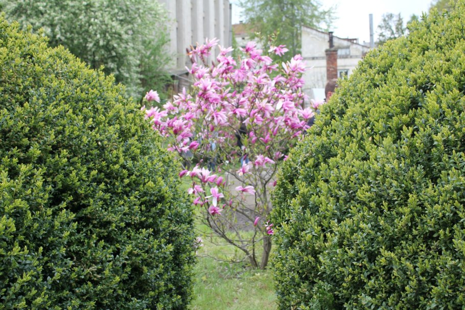 Цветущая Магнолия