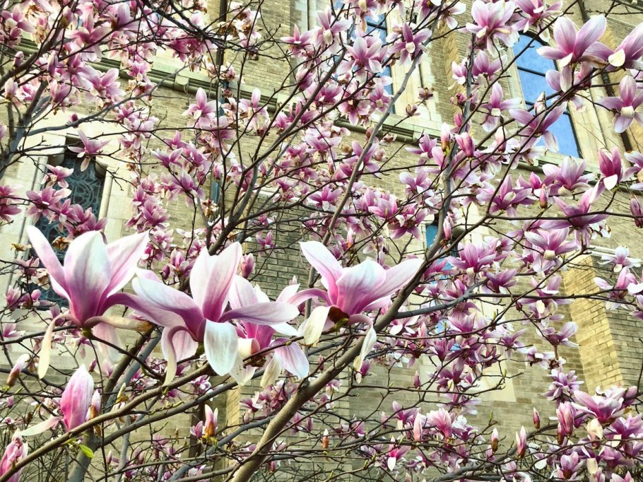 Магнолия Суланжа Нигра