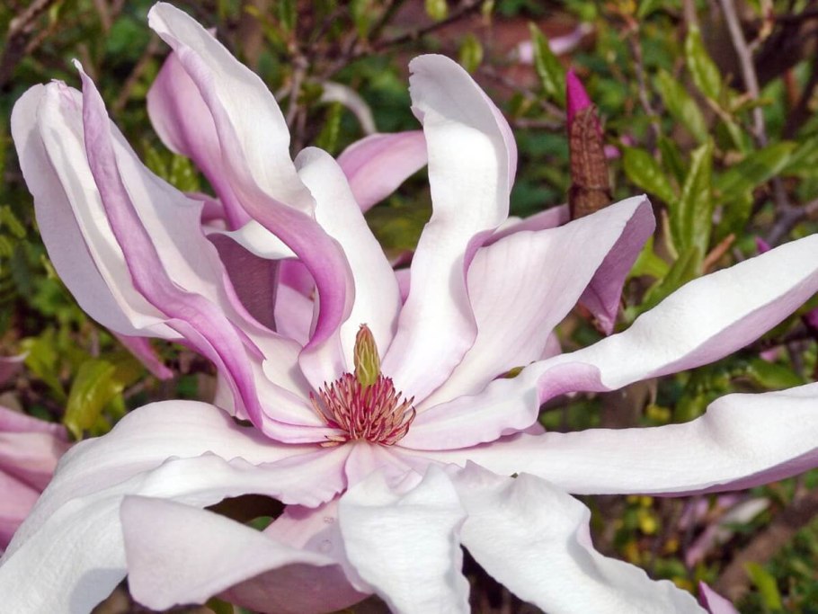 Магнолия гибрид Бетти