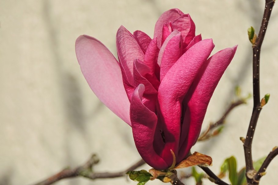 Магнолия Джордж Генри