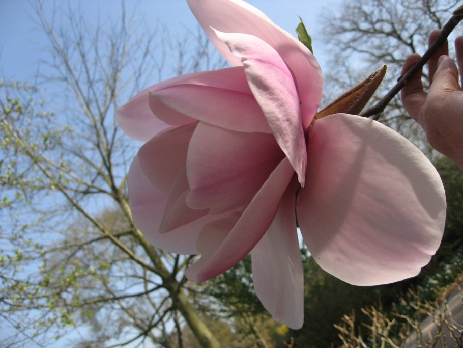 Магнолия Суланжа Санрайз