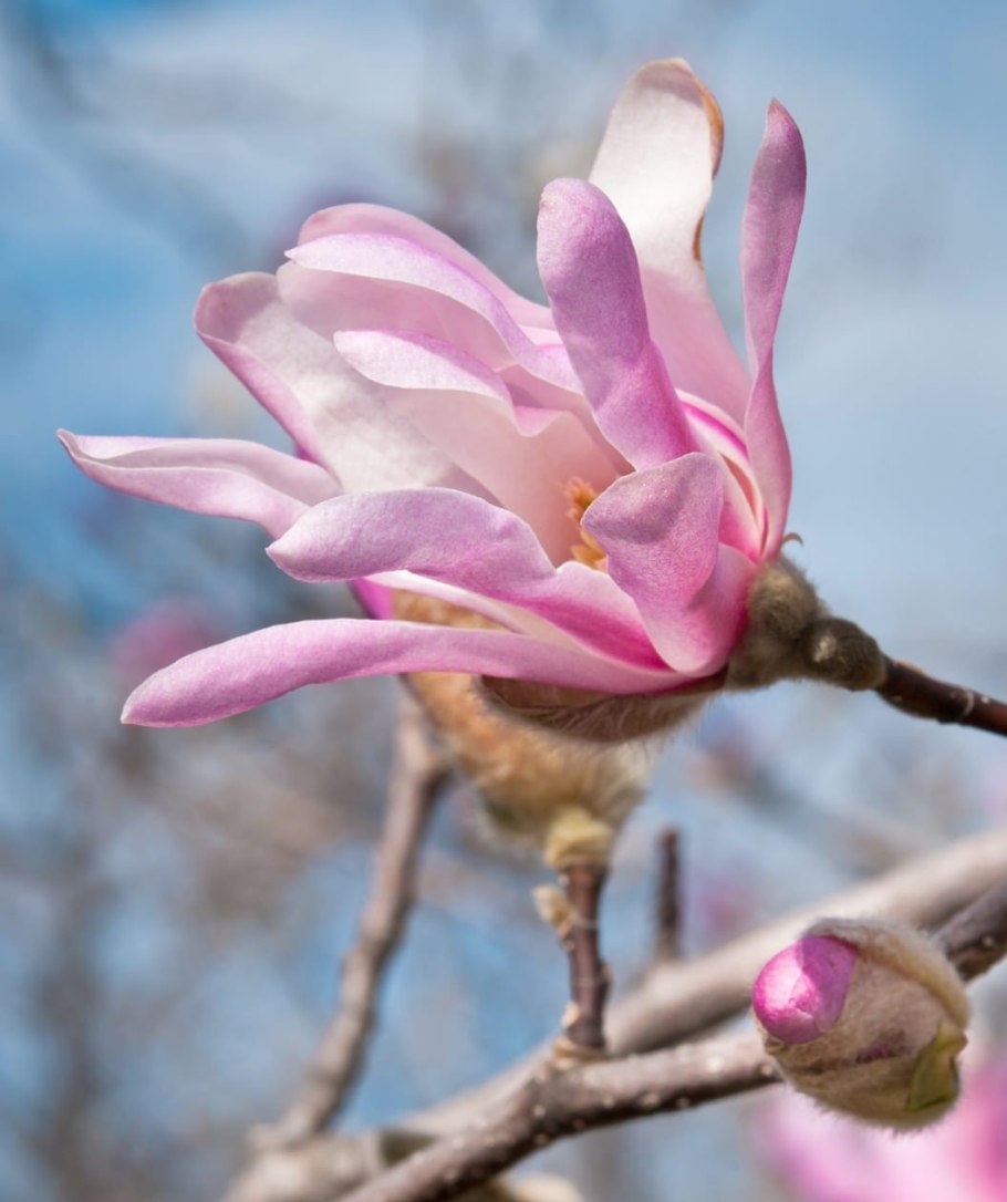 Магнолия Бетти фото в саду