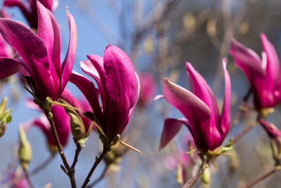 Магнолия лилиецветная Бетти