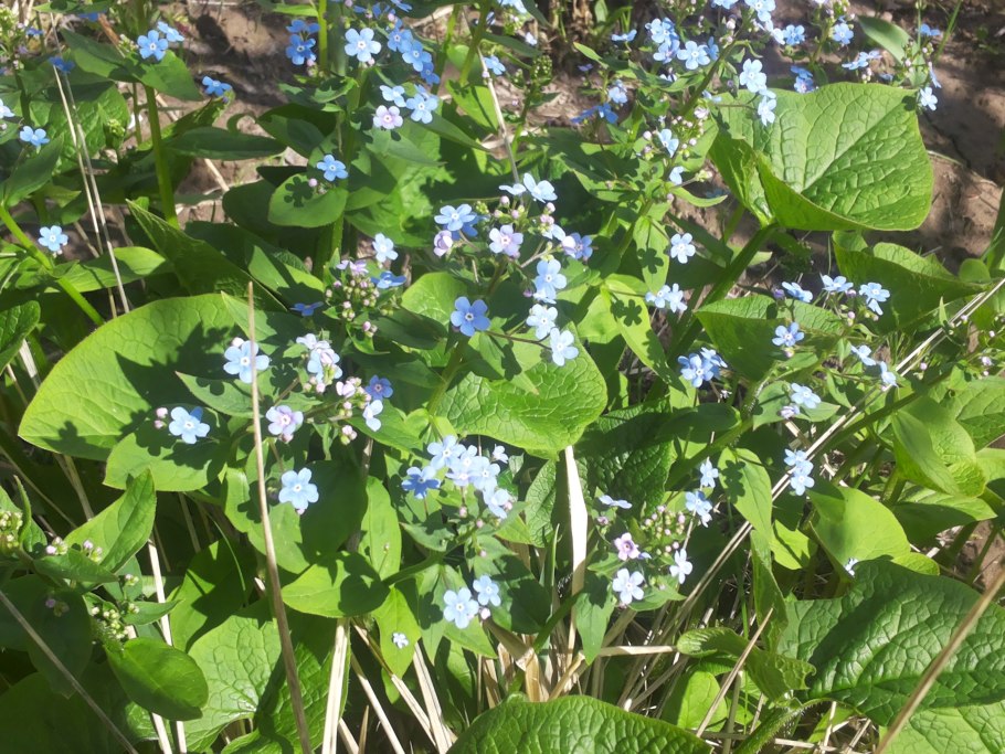 Бруннера Сибирская Brunnera sibirica