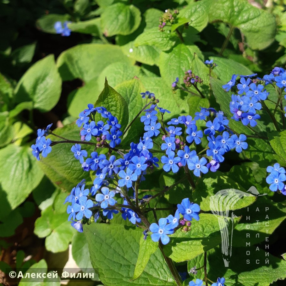 Brunnera macrophylla Sea Heart