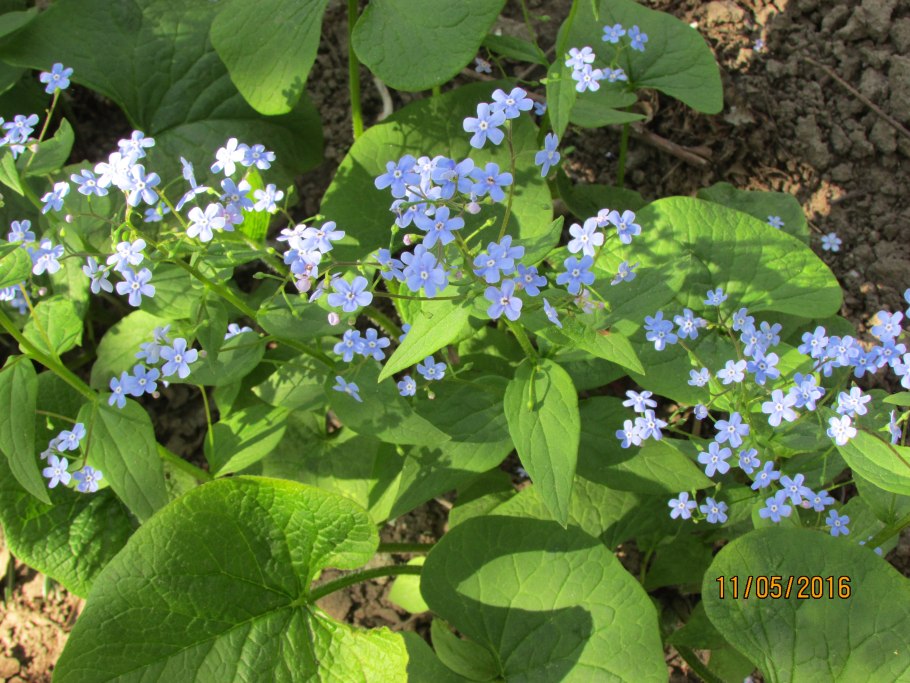 Бруннера Сибирская Brunnera sibirica