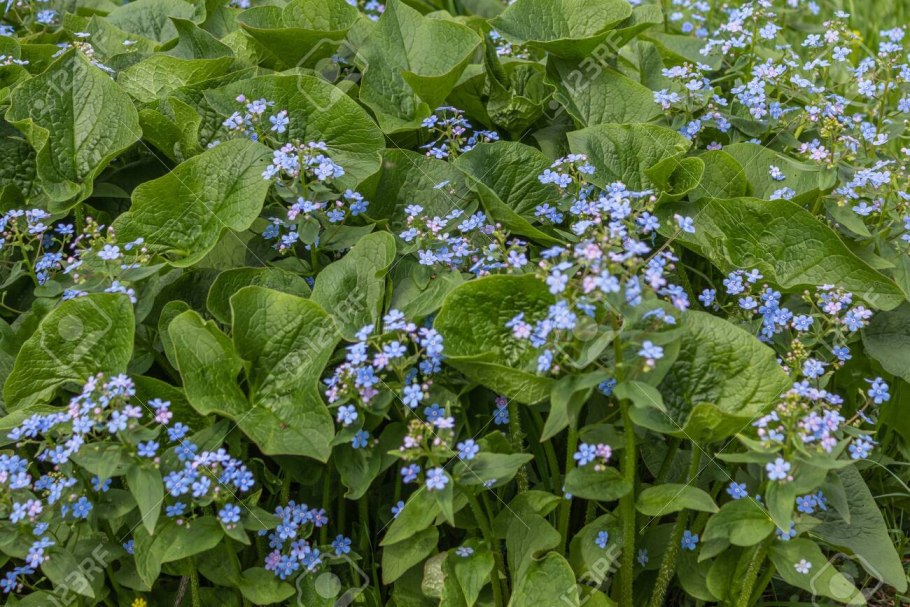 Незабудка и Бруннера отличия