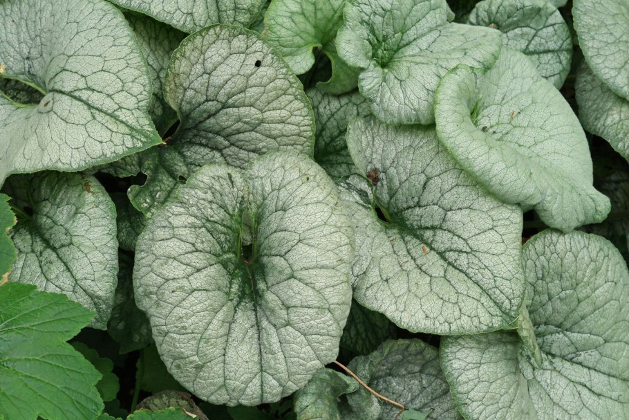 Незабудка Бруннера Сибирская цветок