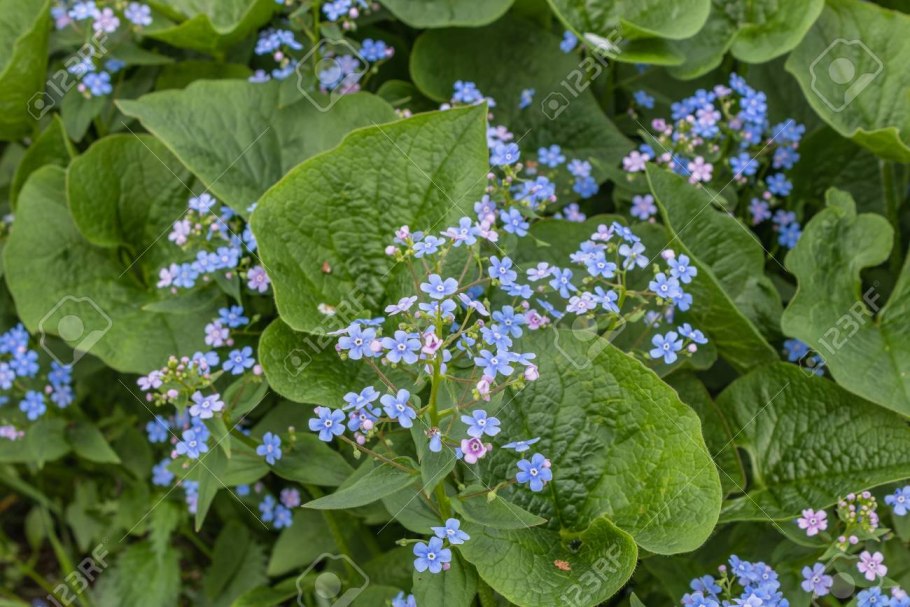 Бруннера Jennifer