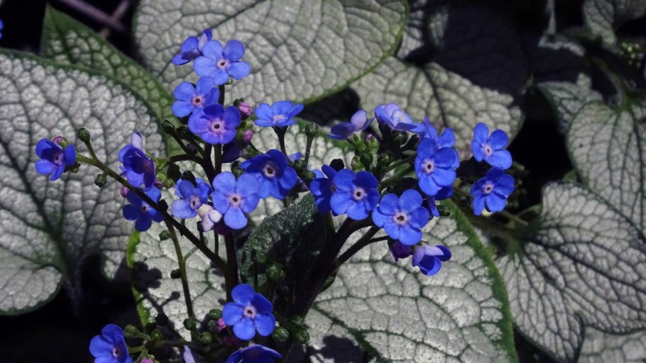 Бруннера Сибирская