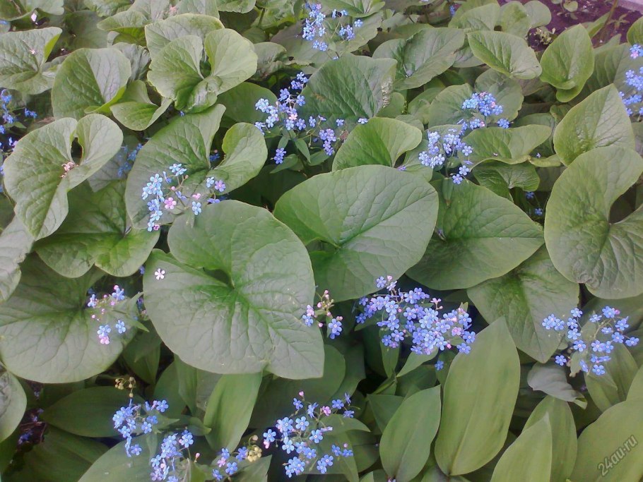 Бруннера крупнолистная (август)