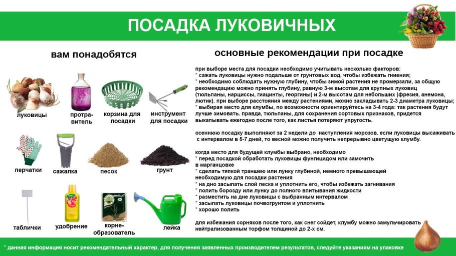 Таблица посадка луковичных