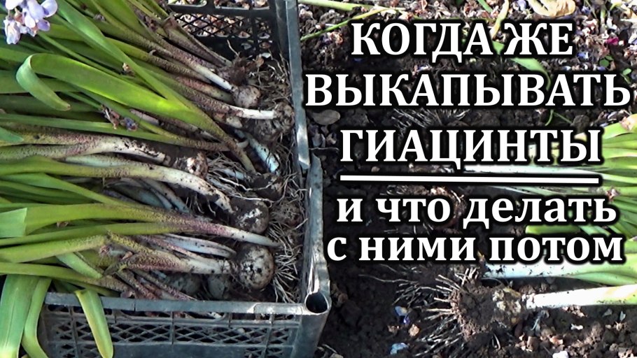 Лук клубневой