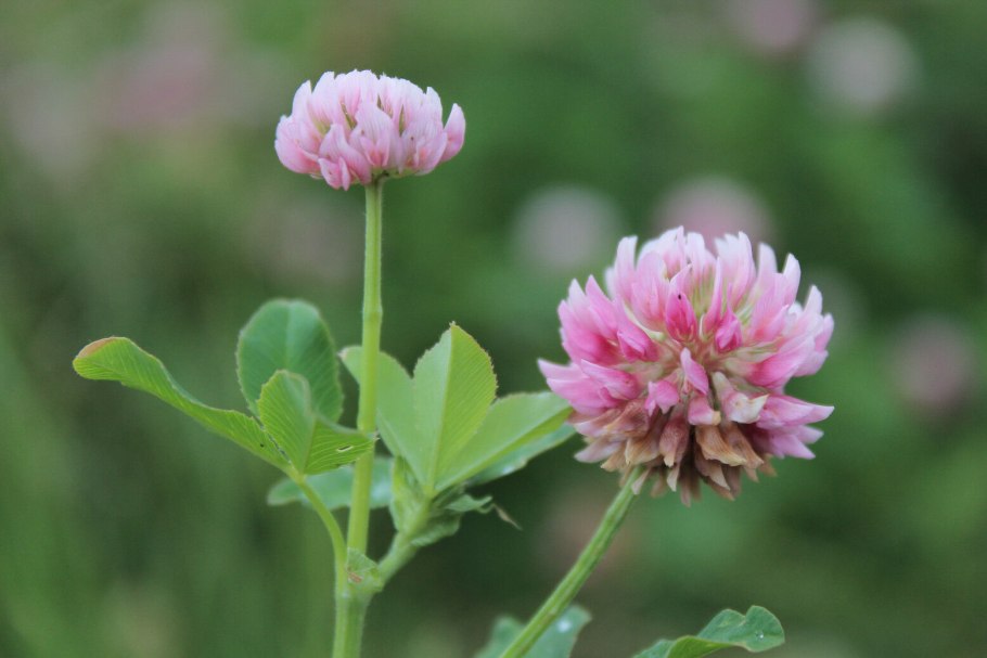 Яровое буквы