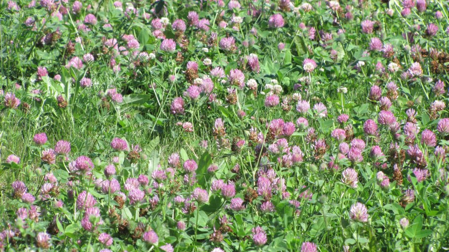 Кловер акции