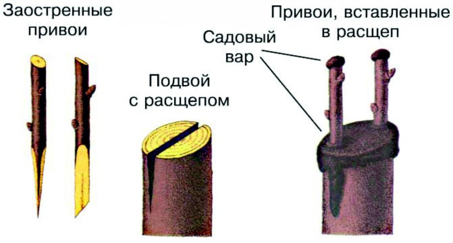 Окулировка роз на шиповник