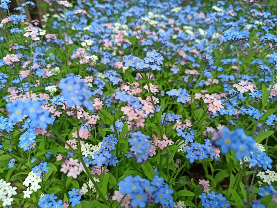 Цветы Незабудка Лесная Полянка