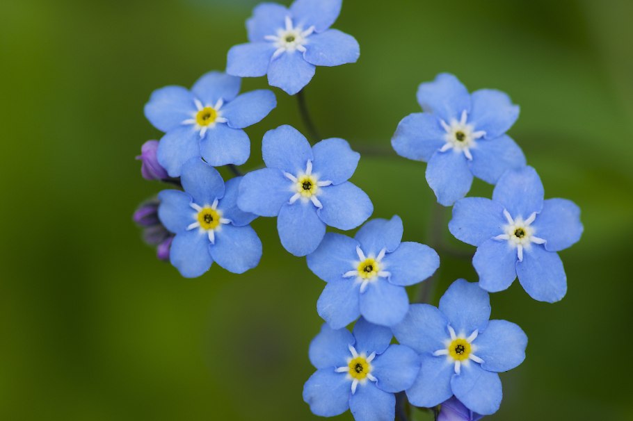 Фиалка букет незабудок