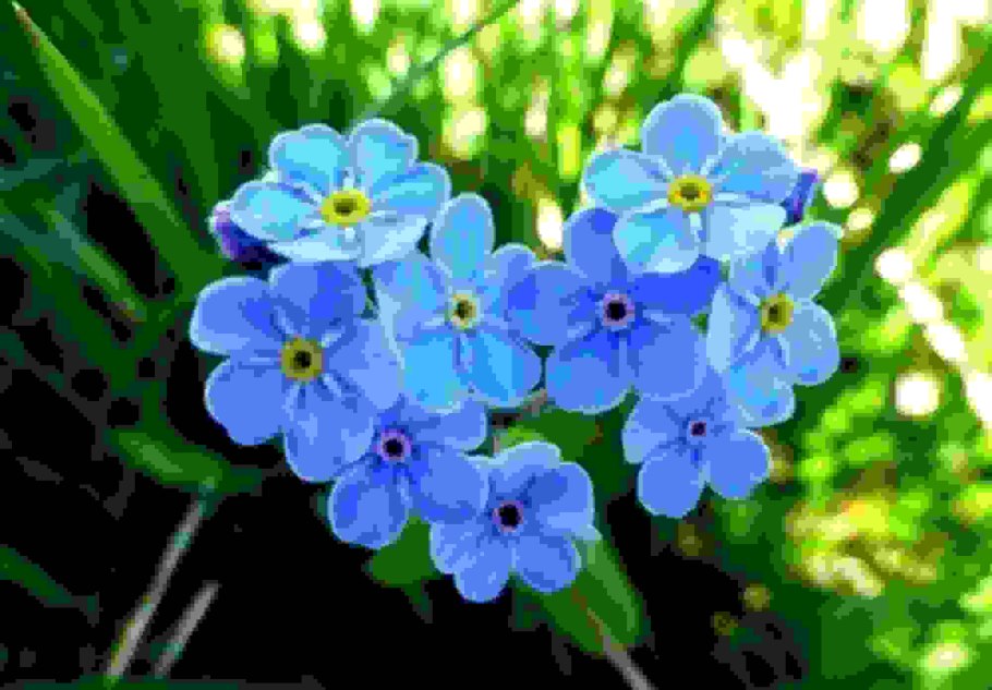 Сенполия букет незабудок