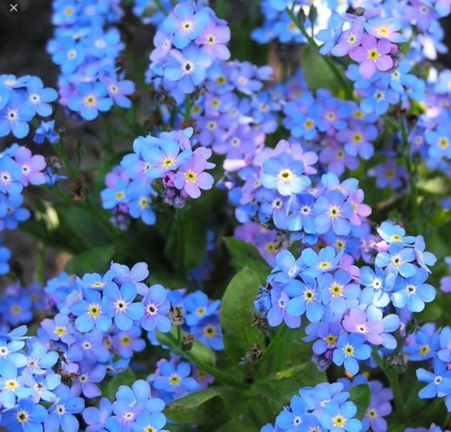 Незабудка Полевая