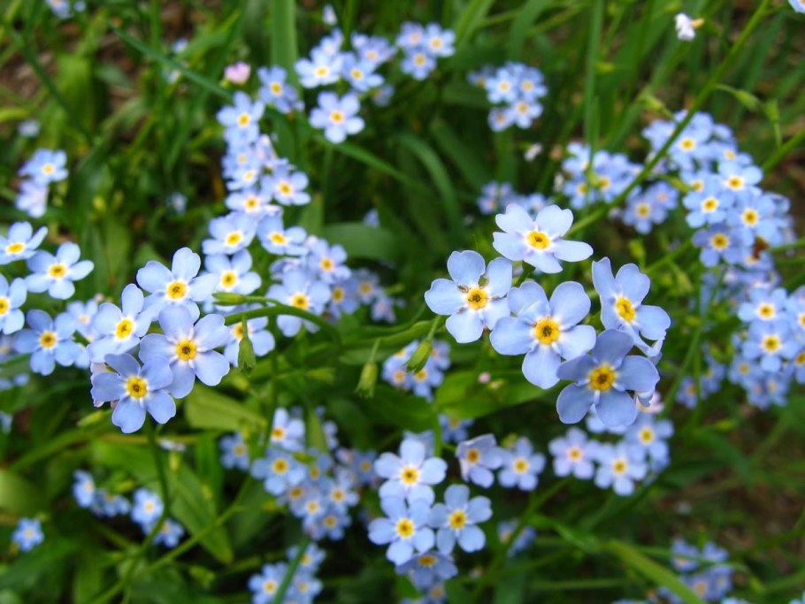 Незабудка лесная myosotis sylvatica