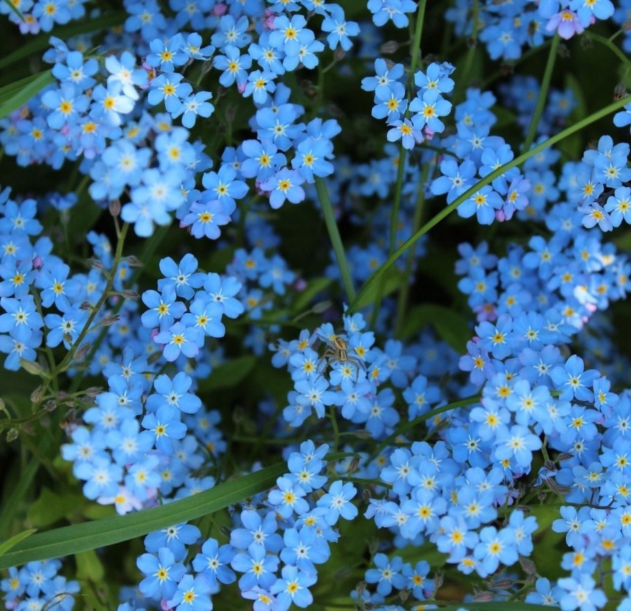 Незабудка Садовая голубая