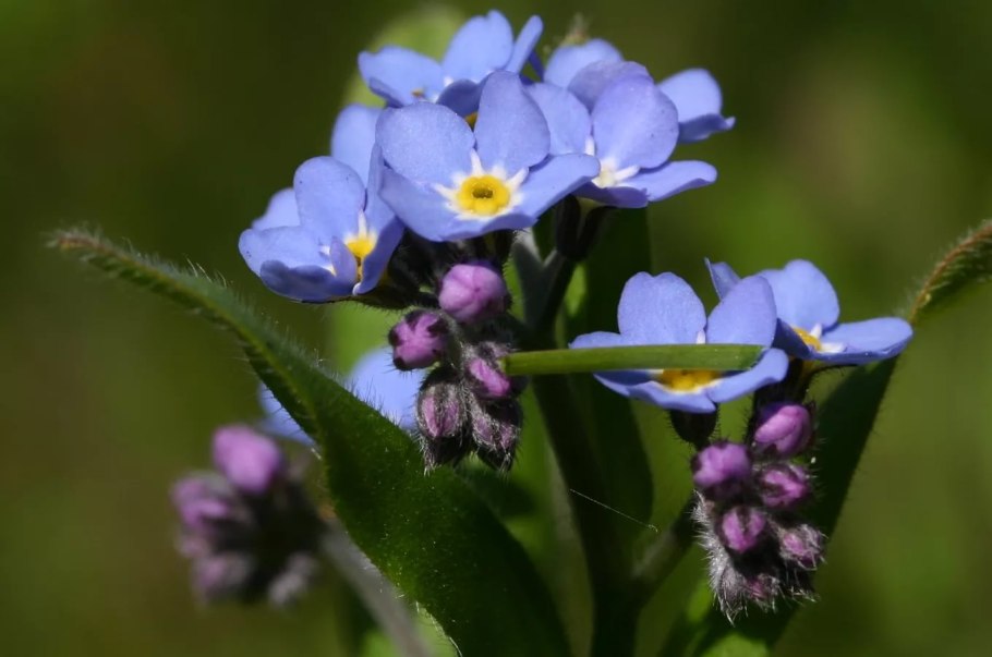 Незабудка соцветие