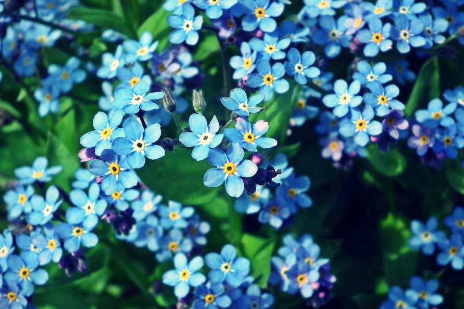Синяя фиалка Незабудка