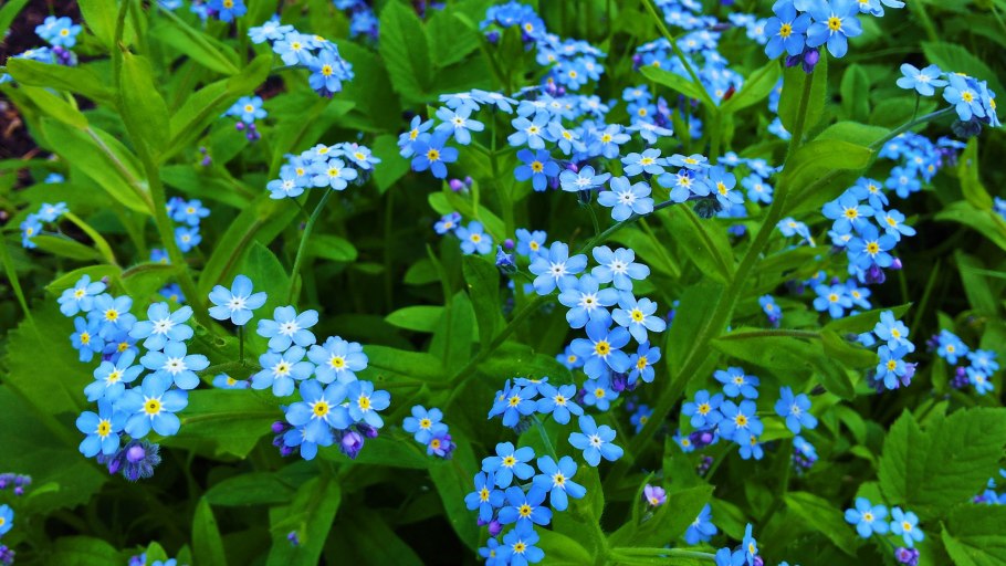 Незабудка Чекановского