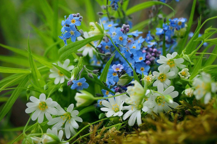 Незабудка Садовая голубая