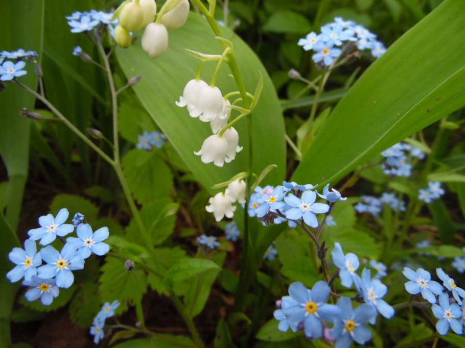 Незабудка Myosotis Myomark