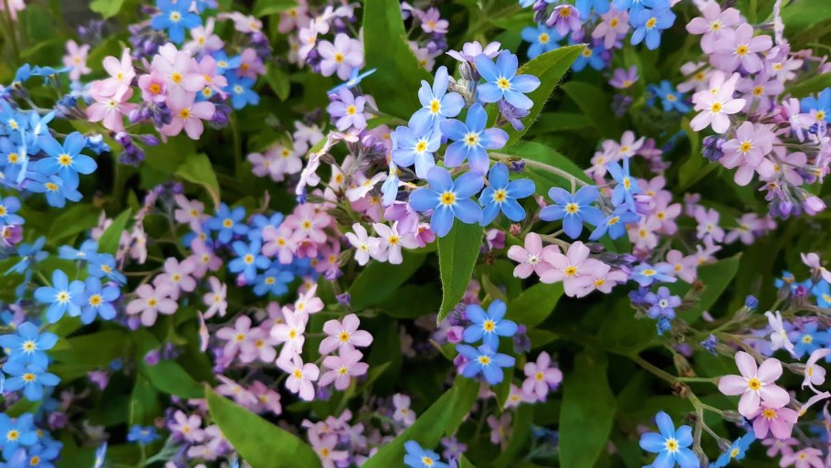 Голубые летние цветы