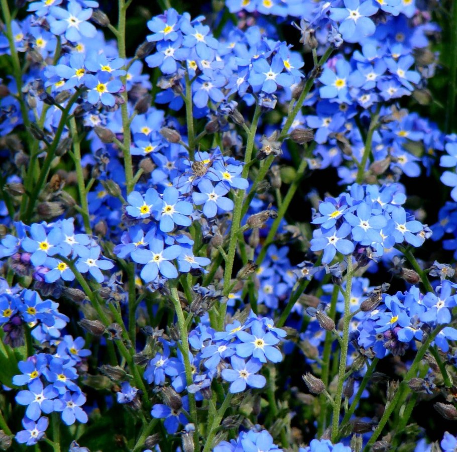 Незабудка Полевая (Myosotis arvensis (l.) Hill)