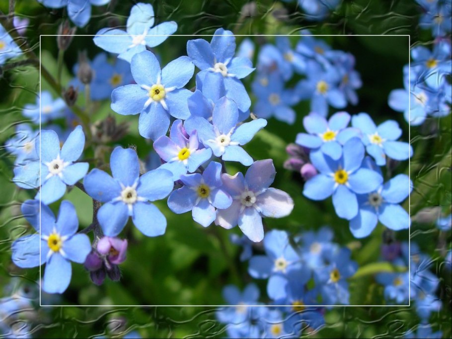 Незабудки обои