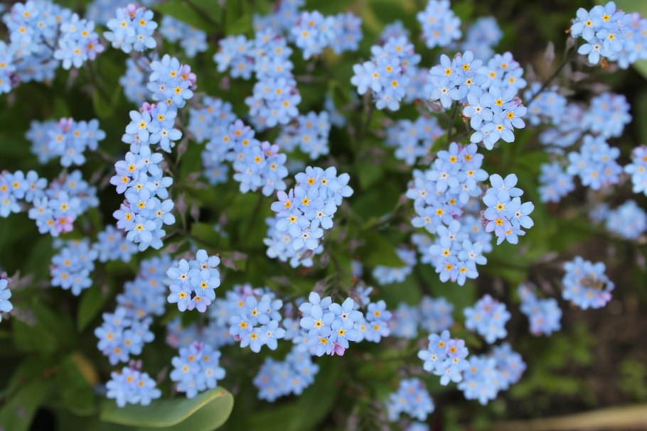 Незабудка альпийская myosotis alpestris