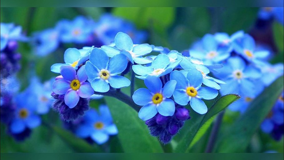 Незабудка низкорослая