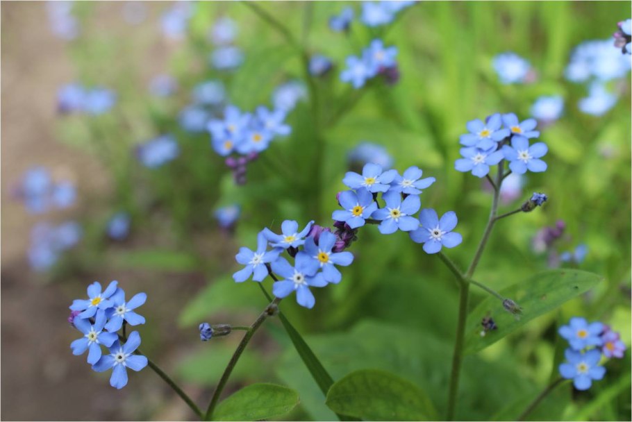 Незабудка Лесная Форгетминот