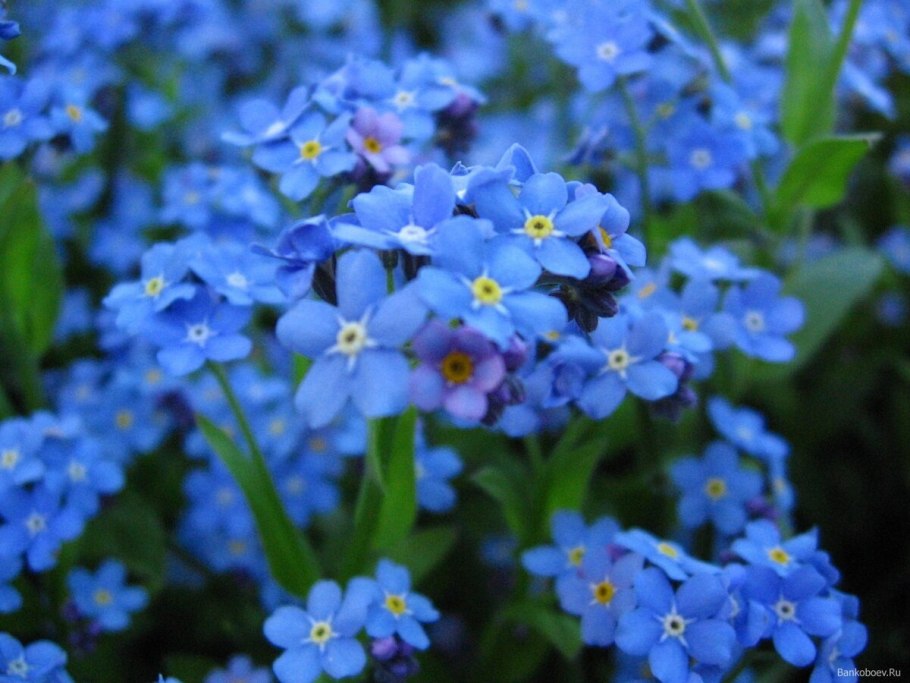 Незабудка Лесная Форгетминот