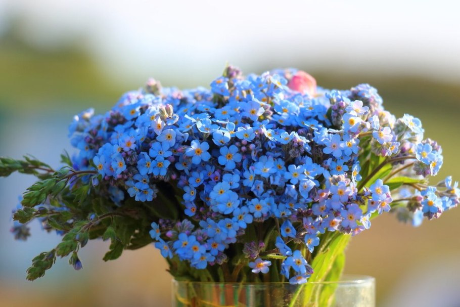 Альпийская Незабудка многолетник