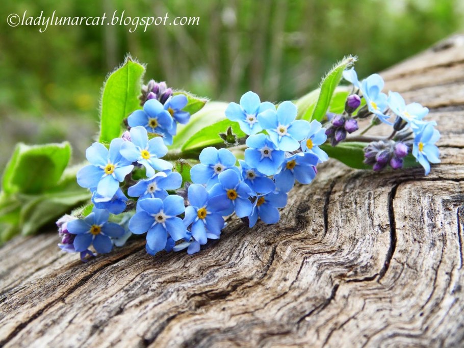 Незабудка мелкоцветная