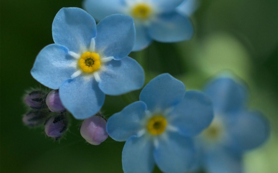 Незабудка стелющаяся многолетняя