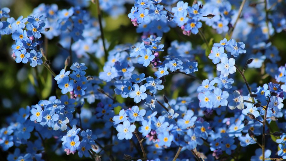 Фото незабудок высокого качества