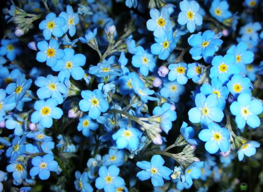 Незабудка мелкоцветковая