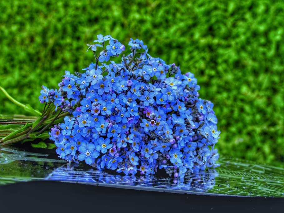 Анхуза Лазоревая