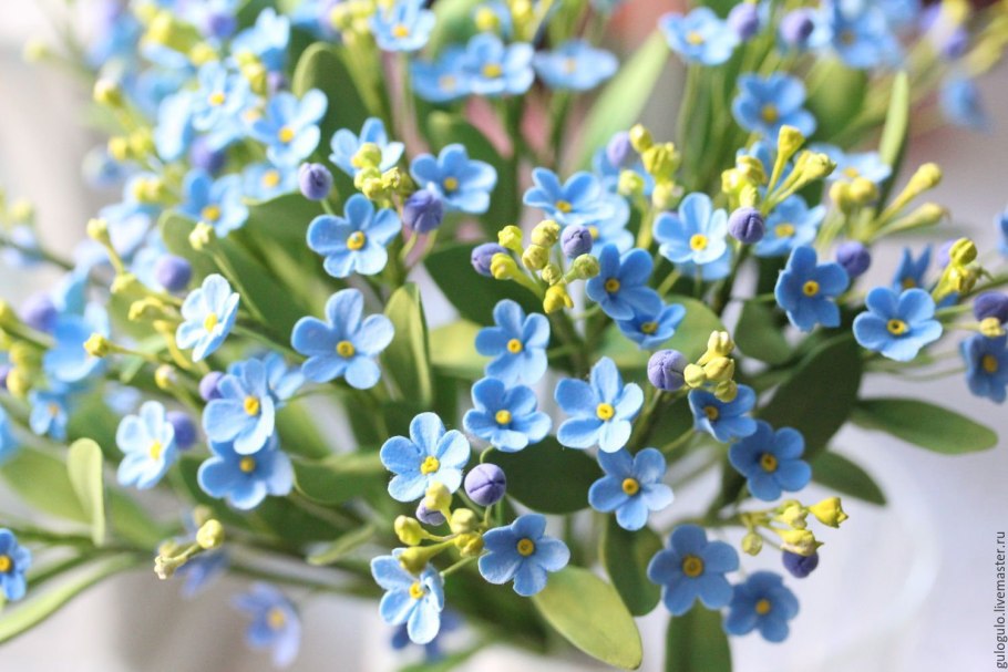 Незабудка Садовая голубая многолетняя