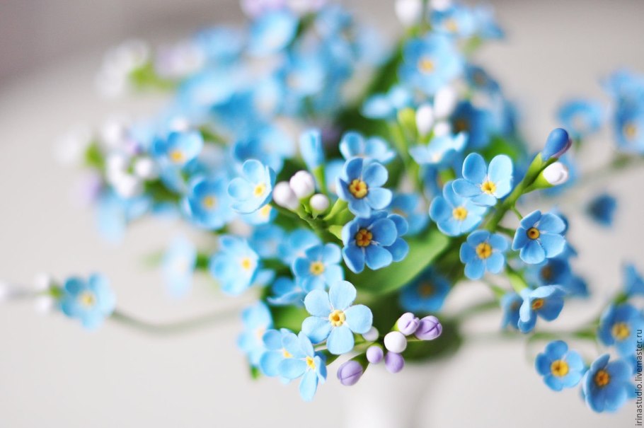 Нежный фон незабудки